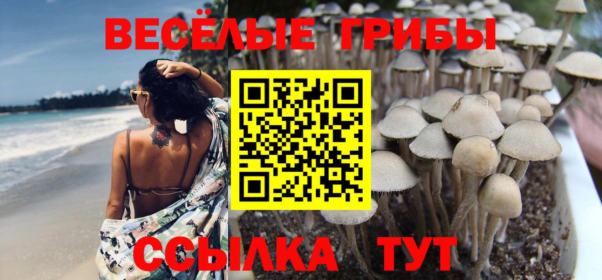 что такое наркотик  Вход с VPN  Сызрань  Псилоцибиновые грибы MAGIC MUSHROOMS  Галлюциногенные грибы Psilocybe 